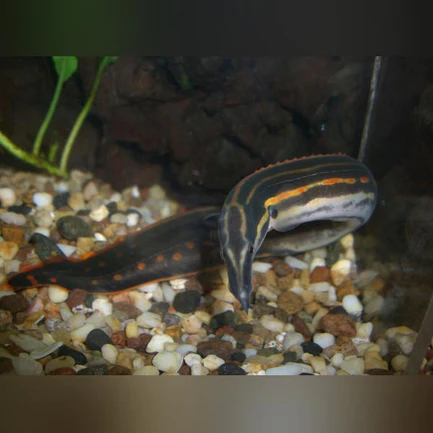 Fire Eel