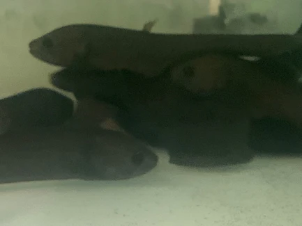 Afer Knifefish