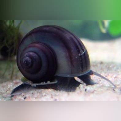 Midnight Mystery Snail