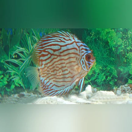 Red Turquoise Discus