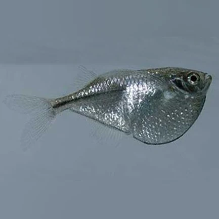 Silver Hatchetfish