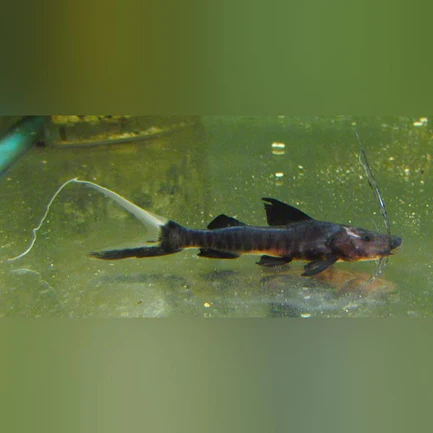 False Tigrinis Catfish