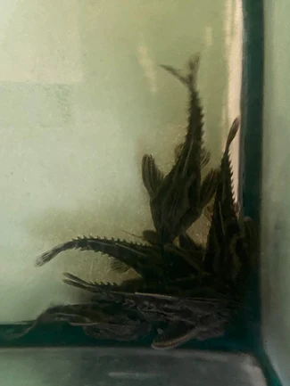 Irwini Giant Talking Catfish
