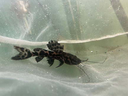 Achara Catfish