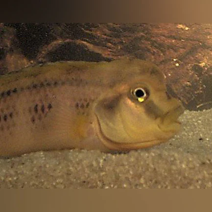 Buffalo Head Cichlid