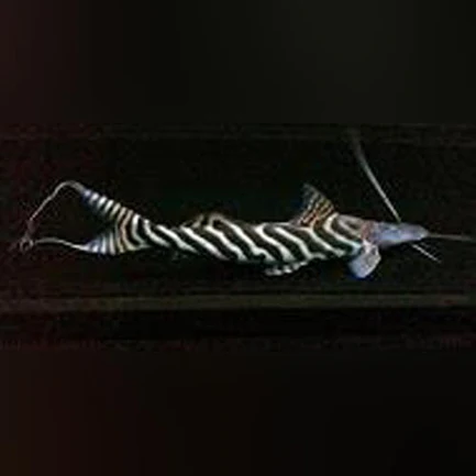 Tigrinis Catfish
