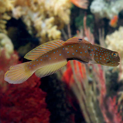 Blue Spot Watchman Goby
