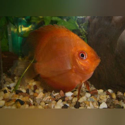 Super Red Discus
