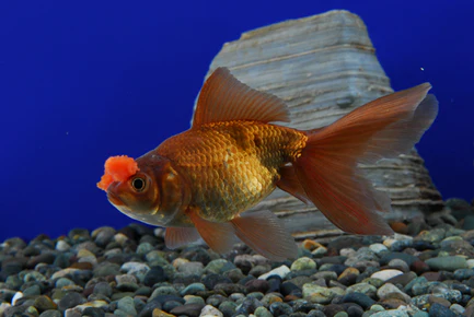 Chocolate Pom Pom Goldfish