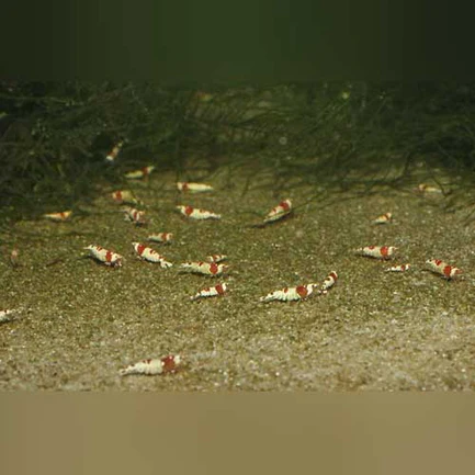 Crystal Red Shrimp Grade S
