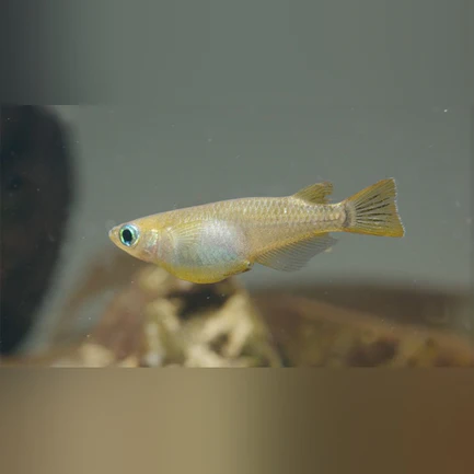 Orange Speckled Ricefish