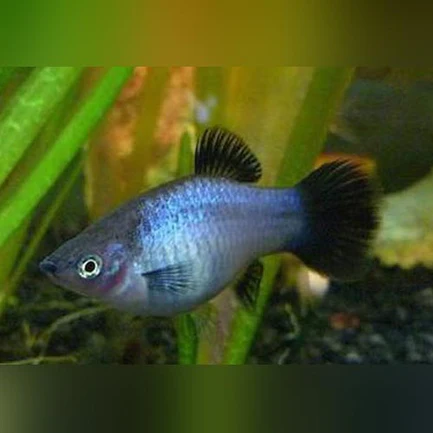 Blue Mickey Mouse Platy