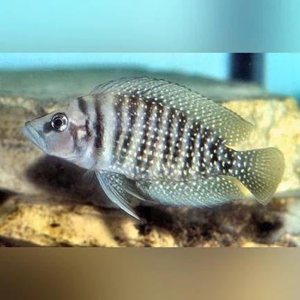 Calvus Cichlid