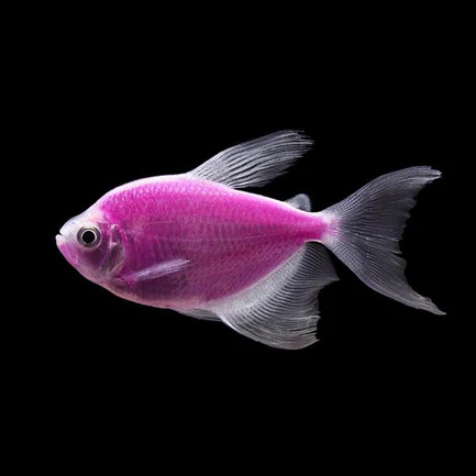 Glo Tetra Long Fin Purple