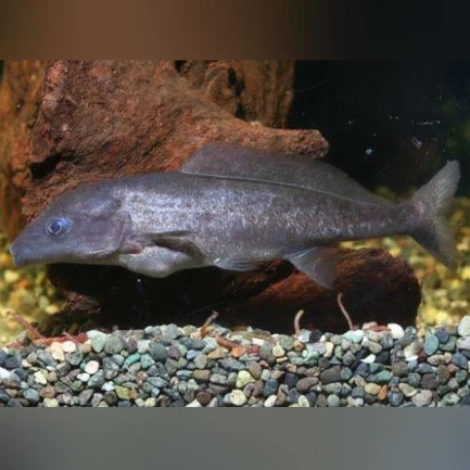 Dolphin Fish