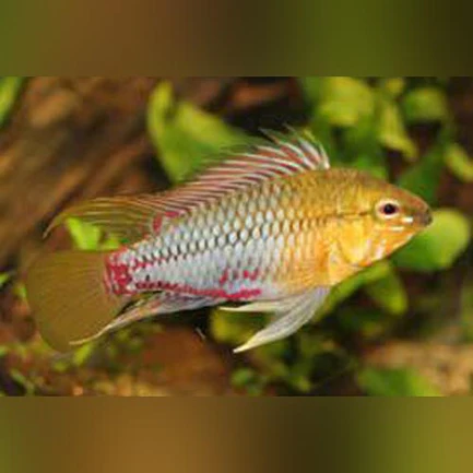 Apistogramma Hongsloi Dwarf Cichlid