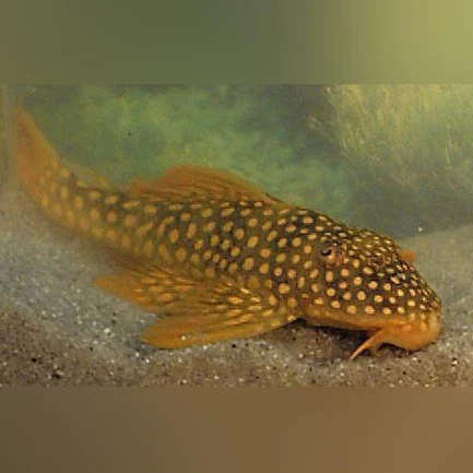 L-14 Goldie Pleco
