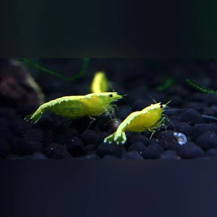 Gold Back Yellow Fire Shrimp