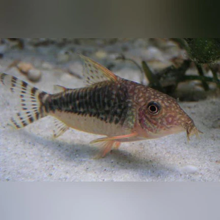 Flagtail Cory