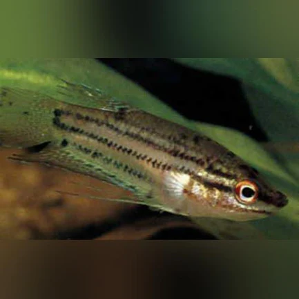 Sparkling Gourami