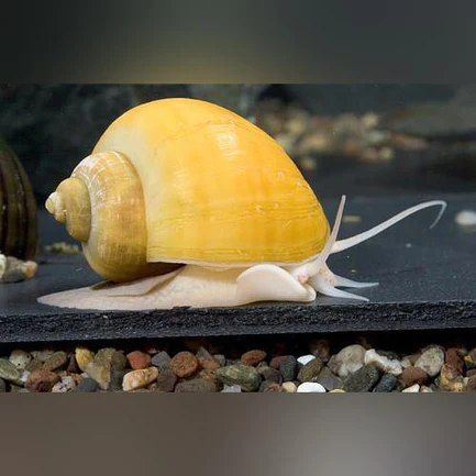 Golden Mystery Snail