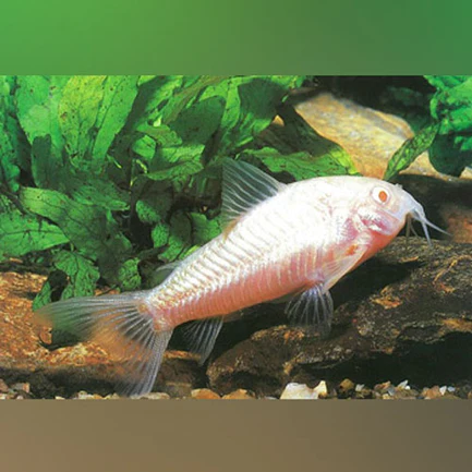 Albino Aeneus Cory