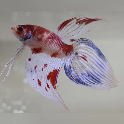 Koi Betta Veil Tail