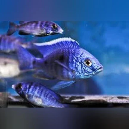 Copadichromis mbenjii