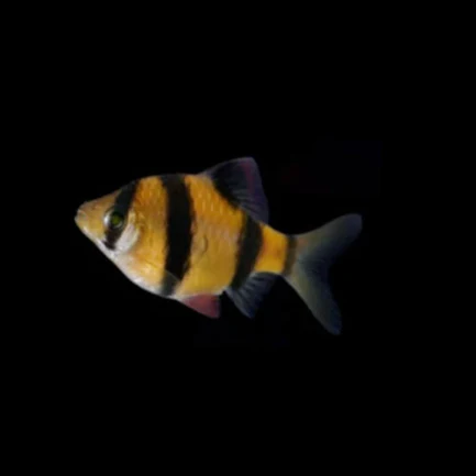 Sunburst Orange Glo Barb