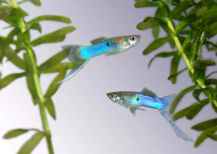 Japanese Blue Sword Guppy