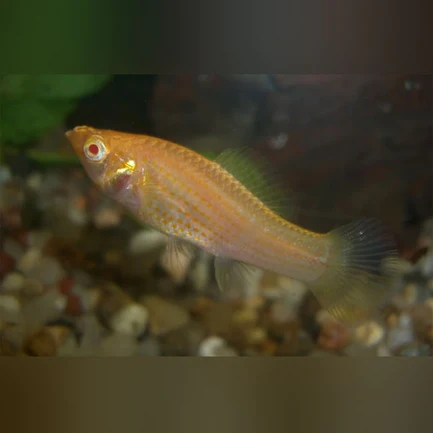 Albino Sailfin Molly (Pair)