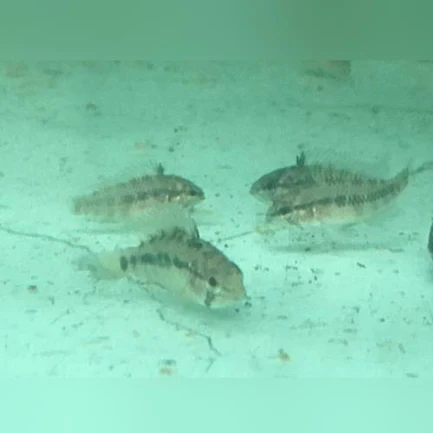 Apistogramma Set of 4