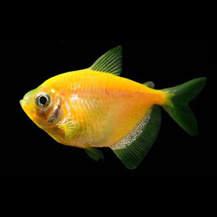 Sunburst Orange GloFish Tetra