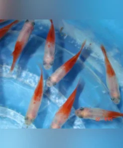 Peppermint Platy