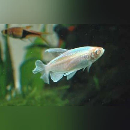 Congo Tetra Albino