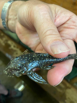 L-235 Anthrax Pleco
