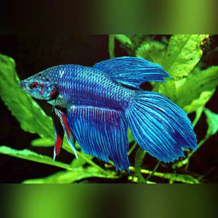 Show Betta Male