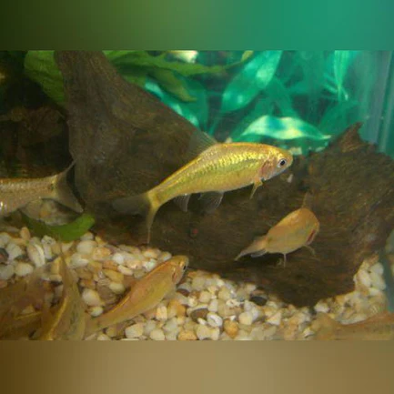Gold Barb (Lot of 6)