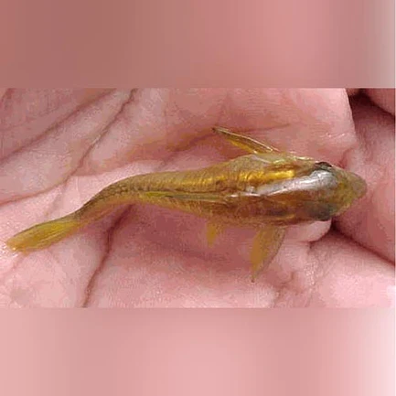 Orange Laser Cory