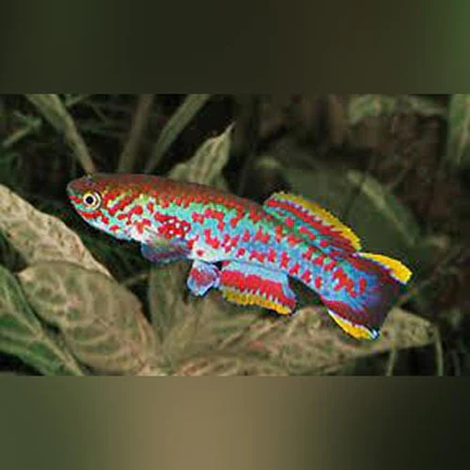 Blue Gularis Killifish (Pair)