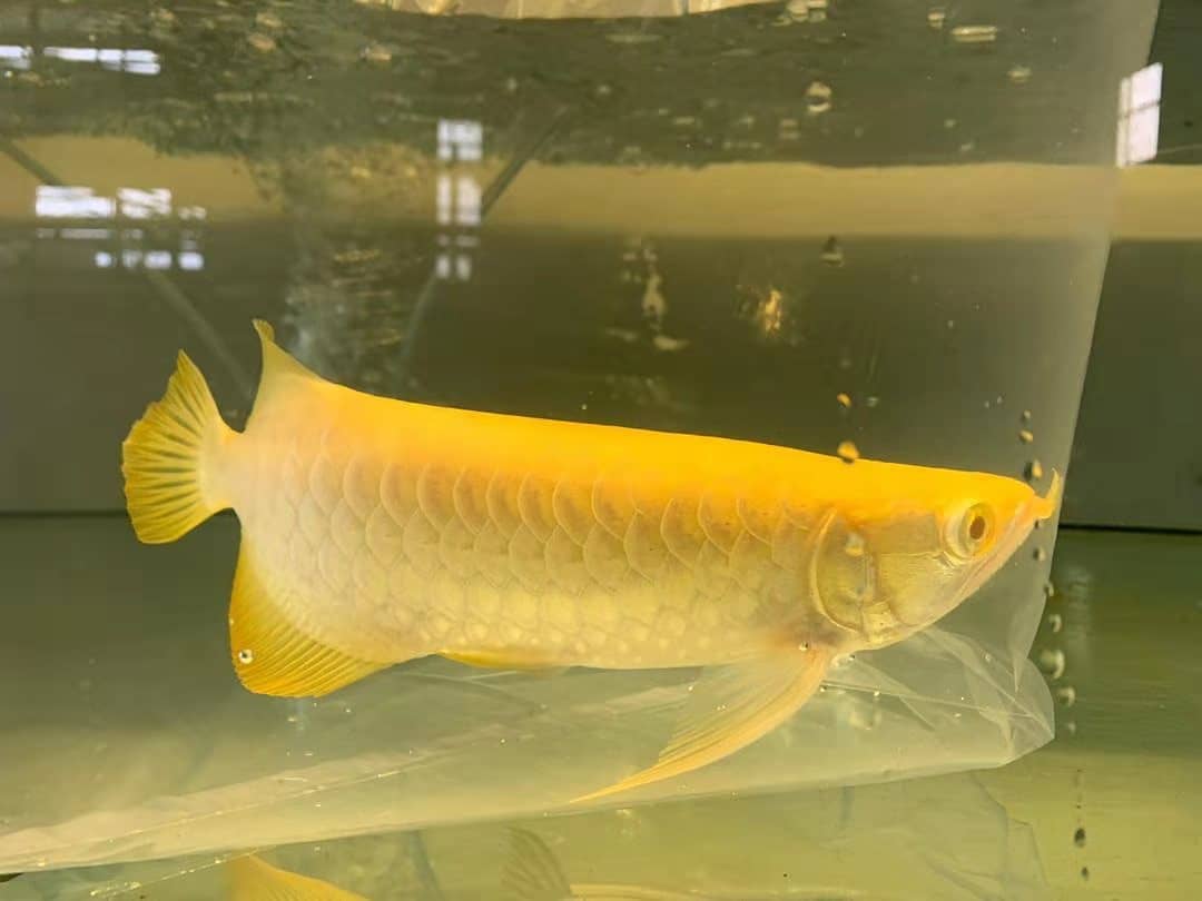 Albino Crossback Arowana