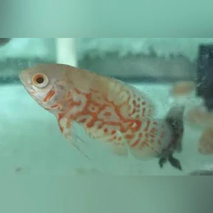 Albino Tiger Oscar