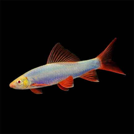 Blue Glo Shark