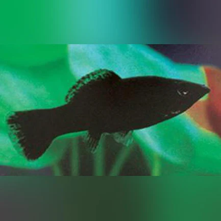 Black Molly