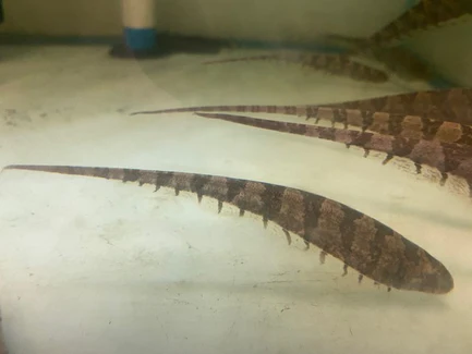 Centipede Knifefish