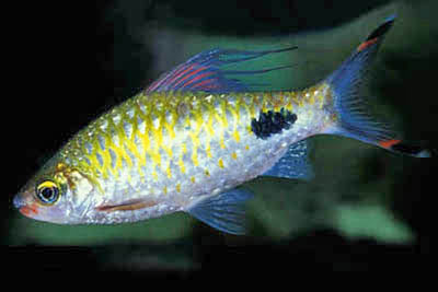 Filamentosa Barb