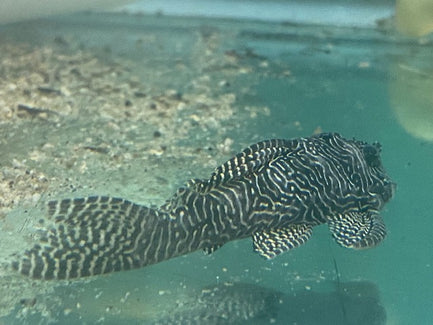 L-260 Queen Arabesque Pleco