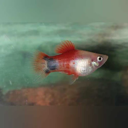 Fire and Ice Mickey Mouse Platy