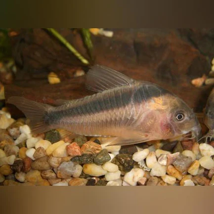 Rabauti Cory