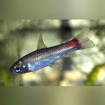Phoenix Tetra